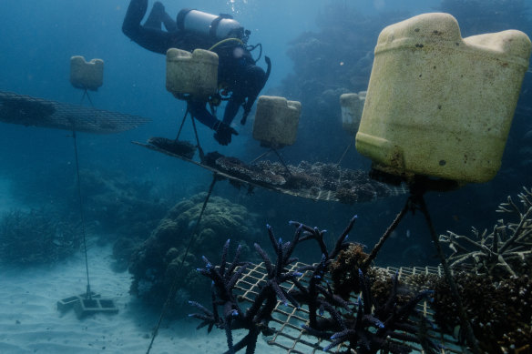 Coral nurseries on steel frames are used to grow donor corals which are broken off and implanted in existing reefs to promote wider growth.