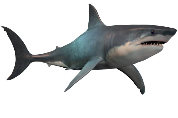 The extinct shark megalodon was similar to the great white today (just at a much bigger scale), which scientists say underscores the "success of the model".