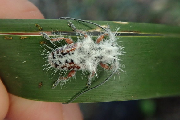 One early theory about the purpose of the fluffy longhorn beetle’s grand white coat is that it could be a trick to help it avoid being eaten.