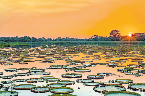 Pantanal wetlands.