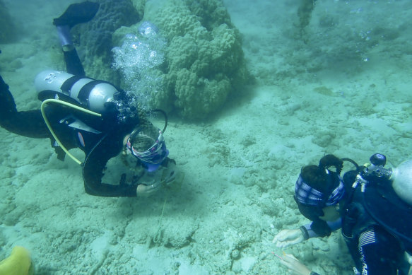 Researchers catch, tattoo and release cleaner wrasse fish on Lizard Island as part of a behavioural research project.