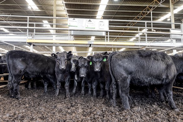 Beef exports are one of Victoria’s biggest goods markets with the US. 
