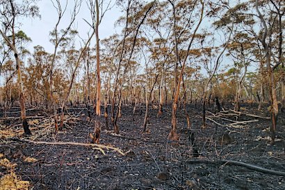 More than 2200 hectares of the Budj Bim National Park were burnt in the March fires.