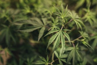 A drug researcher has suggested the cannabis bill be amended to allow social growing clubs to be set up. 