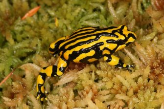 The OECD said Australia had a poor record on threatened species. Pictured: the endangered corroboree frog.