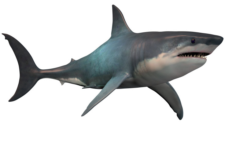 Hungry Shark - Megalodon keeps in the shadows, only coming