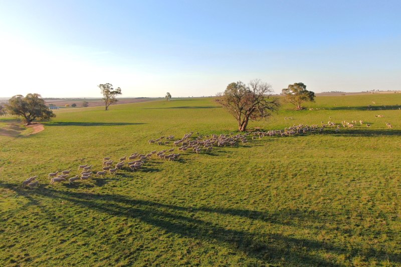 Wagga sheep farm of Fraser-era minister Wal Fife listed for $30m