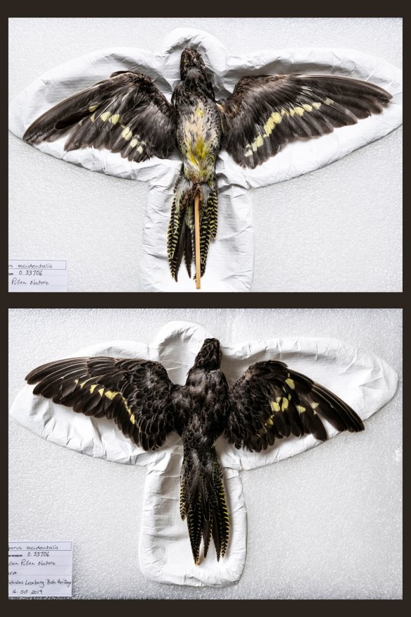 A rare night parrot specimen, found dead after it had flown into a wire fence at Pullen Pullen, now housed at Queensland Museum.