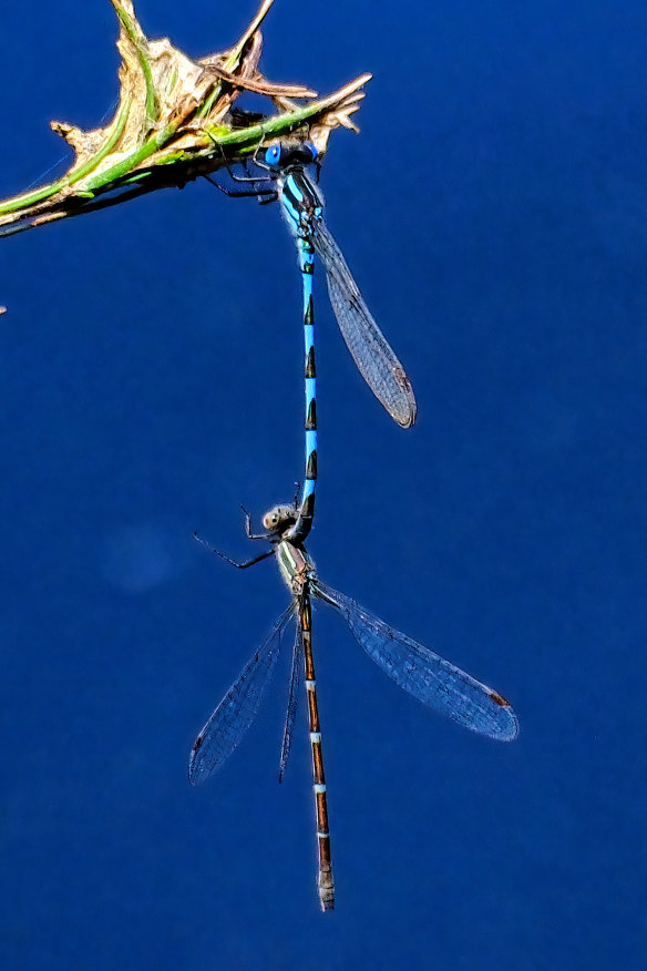 Damselflies at Westgate Park on Friday.