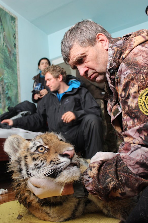 Kolya Rybin, one of the authors of the study, examining the cub Boris, after capture and immobilisation.