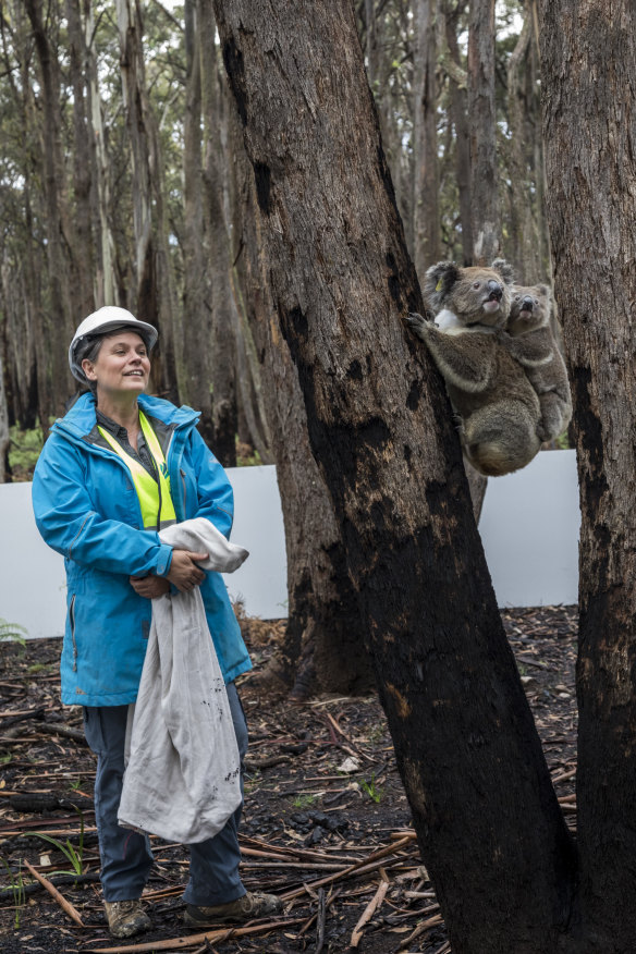 Kellie Leigh releases Lakshmi and her joey, Ra, in Kanangra-Boyd National Park in NSW in March last year. The koalas had been evacuated to Taronga Zoo to escape the Gospers Mountain fire.