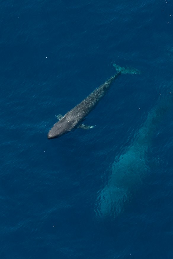 There are concerns that noise from gas production could change the behaviour of the pygmy blue whales.