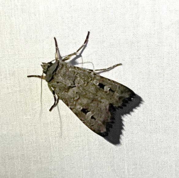 The missing moth - look out for bogongs