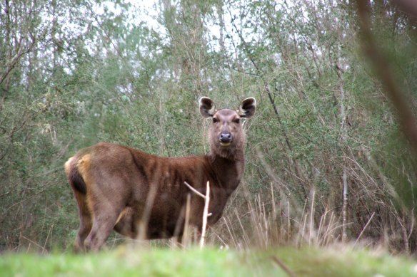 A sambar deer near Eildon in central Victoria. 