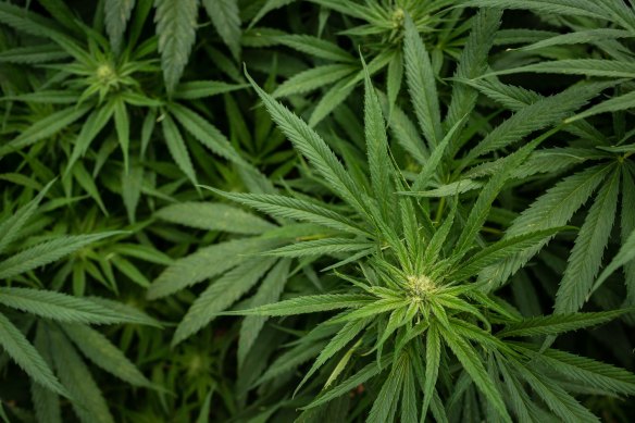 Just over half of readers supported moves to legalise marijuana for personal use.