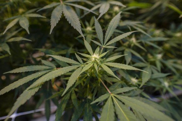 The ACT could legalise cannabis next year via a private members bill supported by both Labor and the Greens. 