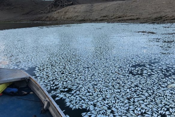 The extent of the latest fish kill on the Darling River at Menindee, as of Tuesday morning, January 29.