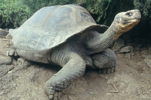 Tortoises know when to stick their necks out and when to withdraw to safety.