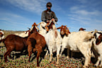 An employee feeds Boer goats at the Mulloon Creek Natural Farm in Bungendore, Australia, on Thursday, July 30, 2015. Australia's gross domestic product grew 2.3 percent in the first quarter from a year earlier. Photographer: Brendon Thorne/Bloomberg via Getty Images