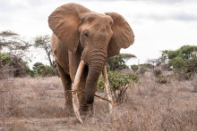 Just eight big tuskers remain at Tsavo East National Park. The rest have been wiped out by generations of trophy hunters.