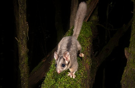 There were no known sightings of this critically endangered animal outside Victoria. Now it’s in NSW