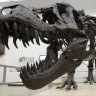Scientists want to split Tyrannosaurus rex into three species. Not everyone is happy