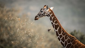 Wildlife spotting (giraffe) in the Suyian Conservancy reserve.