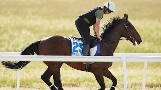 Marmelo gallops during trackwork at Werribee on Thursday morning.