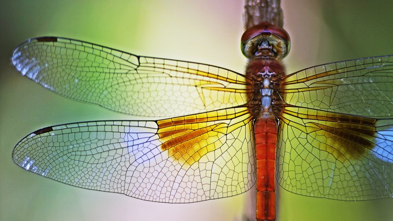 Do dragonflies online eat mosquitoes