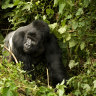 Twelve park rangers among 16 killed in Virunga National Park ambush