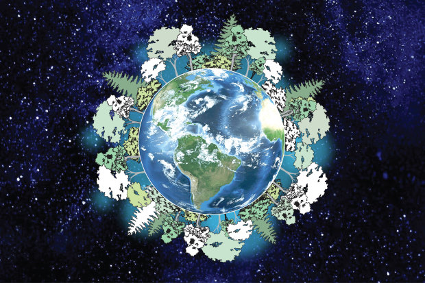 A reforestation solution would involve increasing the world's tree canopy by about 25 per cent.