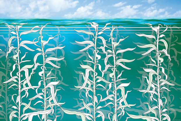 Seaweed: a hero the marine world?