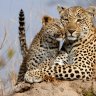 How the leopard got his spots: discovery shows Turing cracked the code