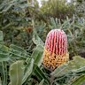 A banksia.