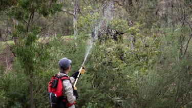A volunteer helps Parks Victoria staff on Friday to cool the bats by spraying water at Yarra Bend Park in Melbourne. 