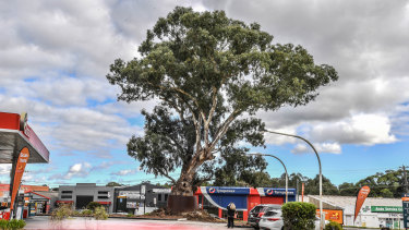The magnificent river red gum stands proud in front of a Caltex service station in Bulleen.
