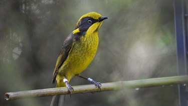 A critically endangered helmeted honeyeater.