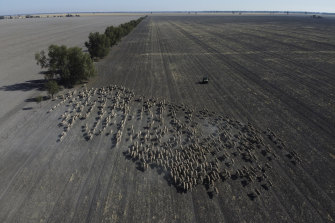 Mustering of sheep in a paddock of a failed wheat crop at Rebecca and Dan Reardon's property near Moree.
