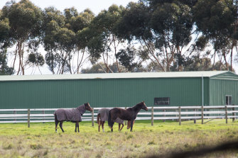 Aquanita racing scandal: Horses at Stonehenge farm pictured in 2020. 
