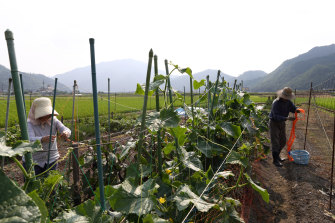 Petani di ladang sayuran mereka di Kota Yabu, Prefektur Hyogo.