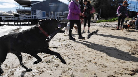 “Cassie” enjoys a stick chase on the beach. 