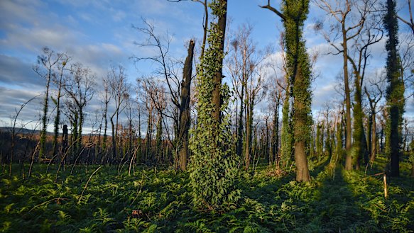Plantation growing back in Wairewa.