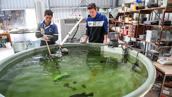 Year 12 student  Tom Wurfel tends to a Barramundi in the school's Aquaponics tank. 