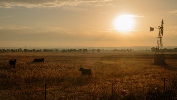Most projects using the methods under review involve regrowing native forest on grazing land. 