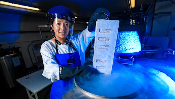 The Doherty Institute's Dr Thi Hoang Oanh Nguyen, one of the researchers on the study team, with frozen human flu samples.