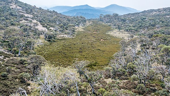 An alpine sphagnum bog at the source of the Cotter River in the Namadgi National Park, a fragile source of  Canberra's water supply.