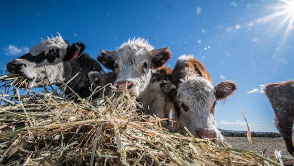Cattle eating hay. 
