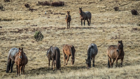 Members of the NSW advisory panel on wild horses say the government has taken the wrong course.