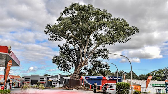 The magnificent river red gum stands proud in front of a Caltex service station in Bulleen.