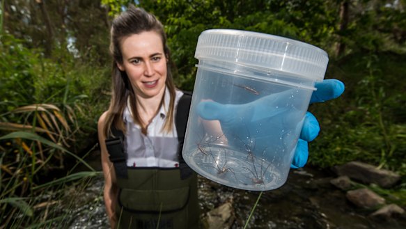 Dr Erinn Richmond with a collection of long-Jawed orb weaver spiders.